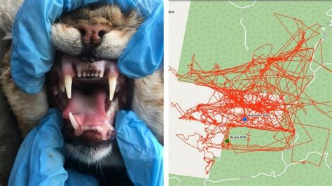 Tracking Fang The Feral Cat Reveals Killing Spree Covering 300km