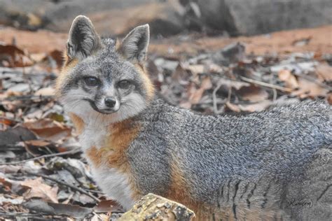 Gray Fox Wnc Nature Center