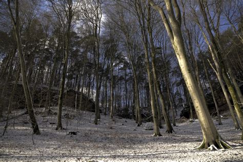 무료 이미지 경치 나무 황야 분기 눈 겨울 목재 꼬리 햇빛 잎 가을 협곡 시즌 Hdr 가문비 습지