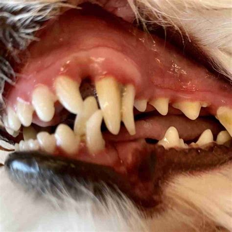 Help My Dog Has Extra Retained Puppy Teeth Walkerville Vet