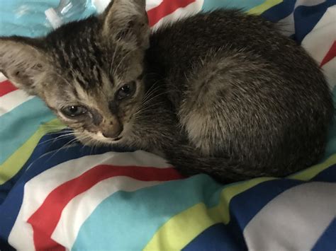 Rescued A Malnourished And Eye Infected Stray Kitten This Morning