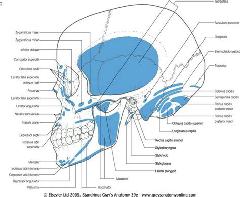 Muscle Attachment Of Skull Lateral View Norma Lateralis Gross
