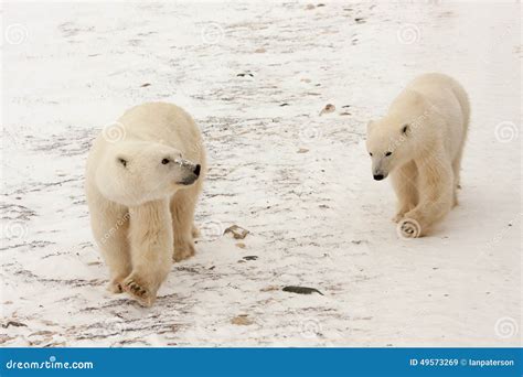 Two Polar Bears Walking In Snow Stock Photo Image 49573269