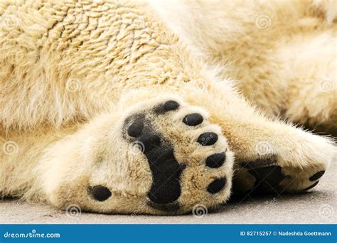 Paws Of Polar Bear Ursus Maritimus Stock Image Image Of Outdoors
