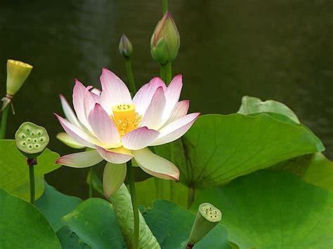 Maybe you would like to learn more about one of these? File:Lotus flowers (1).jpg - Wikimedia Commons