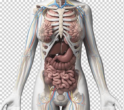 Anatomía Del Cuerpo Femenino órgano Pulmonar órganos