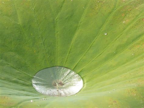 Lily Pad Green Dewdrop Free Image Download