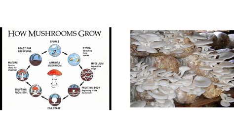 Oyster Mushroom Spawns Youtube