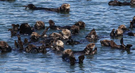 Sea Otter Raft In Elkhorn Slough