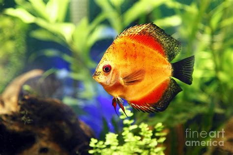 Fire Red Discus Fish Photograph By Brandon Alms Fine Art America