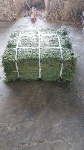 Haf Alfalfa Hay Bales Pack Size 28 X 26 X 24 Inch At Best Price In