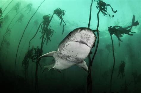 Cow Shark Photograph By Simon Lorenz Pixels