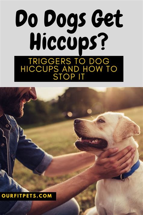 Do Dogs Get Hiccups Triggers To Dog Hiccups And How To Stop It Our Fit Pets In 2020 Dog