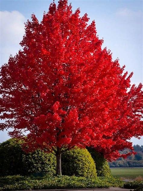October Glory Maple Tree 5 6 Beautiful Fall Color Fast Growing