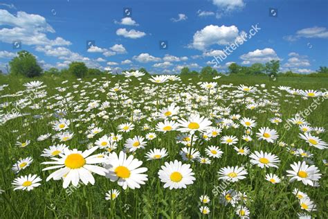 100 Epic Best Pictures Of Field Of Daisies Work Quotes