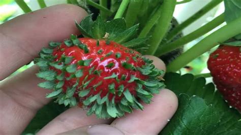 Ambil contoh saja bisnis di bidang kuliner. Foto Foto Unik dan Lucu yang Bikin Berdecak Kagum | TopLucu