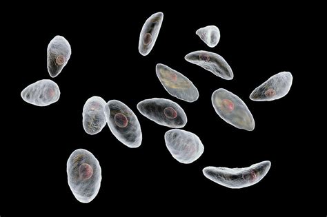 Toxoplasma Gondii Parasites Photograph By Kateryna Kon Science Photo