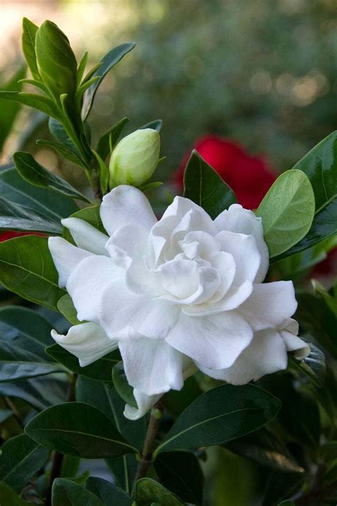 Frostproof Gardenia Well Rooted Starter Plants 5 6 Tall Etsy Gardenia Plant Container