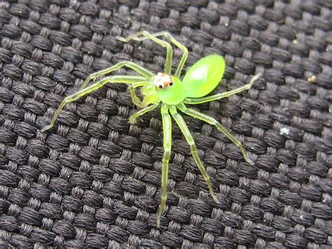 Neon Green Spider Flickr Photo Sharing