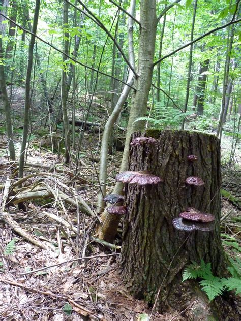 Where Do Reishi Mushrooms Grow All Mushroom Info