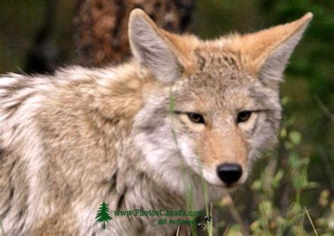 Gallery Coyote Photos Canadian Wildlife Stock