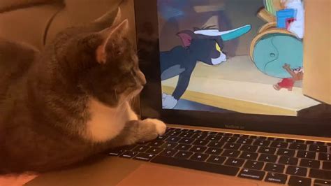 Cat Watching Tom And Jerry Youtube