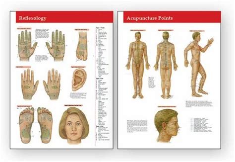 Reflexology Chart Foot And Hand मेडिकल चार्ट In Jalandhar