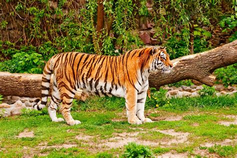 Tigre Siberiano Fotografía De Stock © Bestphotostudio 1607792