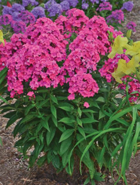 Mildew Resistant Phlox For Late Summer And Autumn