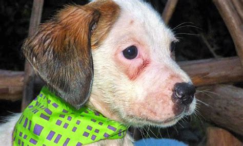9160 commonwealth avenue jacksonville, florida, 32220. These Jacksonville-based puppies are up for adoption and ...