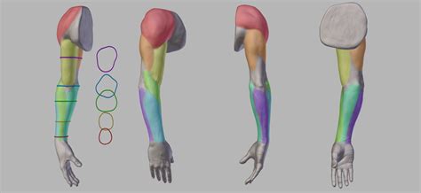 The bones of arm and scapula; Anatomy of the Arm (download included) - BlenderNation