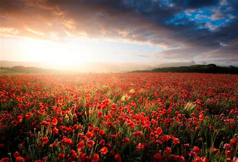The best aperture to use depends upon a number of factors, but a small aperture is ideal, since it gives you more depth of field. Flower fields of bliss. | Beautiful landscape images ...