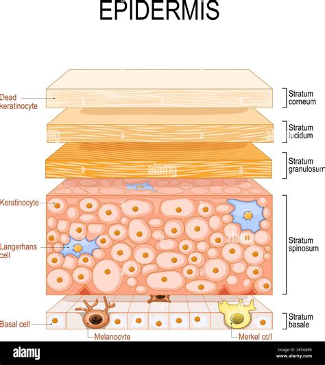 Epidermis Structure Skin Anatomy Cell And Layers Of A Human Skin