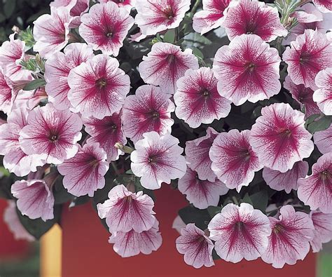 Maybe you would like to learn more about one of these? Opera Supreme Raspberry Ice Petunia | Flower seeds, Annual ...