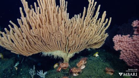 Bamboo Coral Mbari