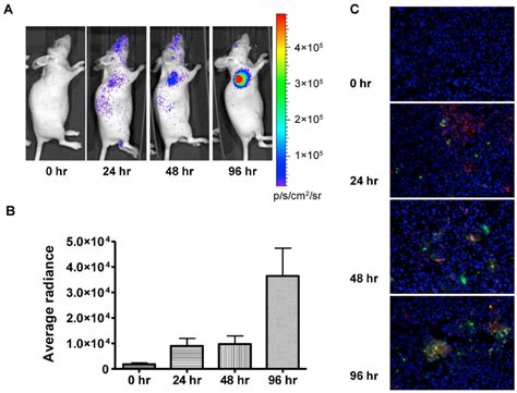 In Vivo Bioluminescence Imaging Of Caspase Activation In Download