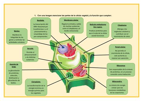 La Celula Vegetal Y Sus Partes Pdf Consejos Celulares