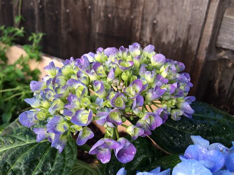 Growing Hydrangeas The Complete Guide Espoma