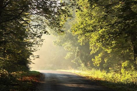 Premium Photo Country Road Through An Autumn Forest On A Misty Sunny