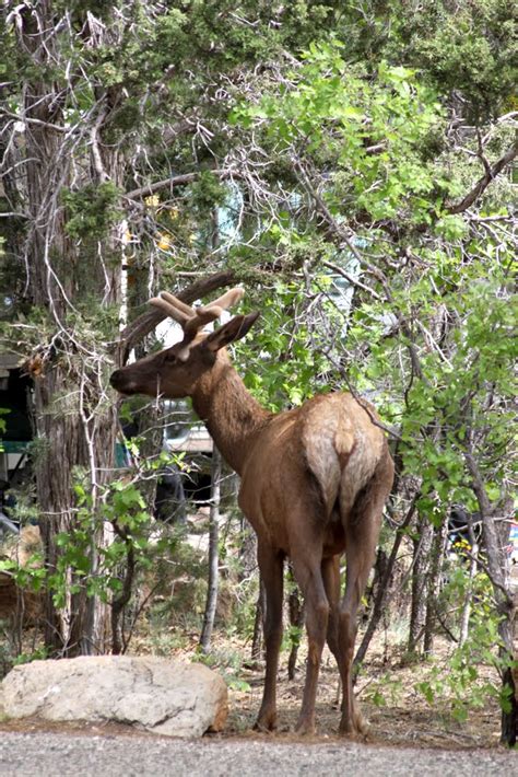 They are quite prolific here in the southwest also. The Ketelsens!: Campin' at the Canyon