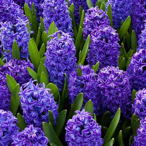 Hyacinth Bulbs City Floral Garden Center Denver Colorado