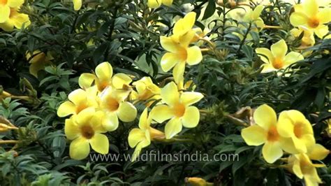 Flowering trees in india (spring) 1) golden shower tree (amaltas): This Allamanda in India has deep yellow flowers - YouTube