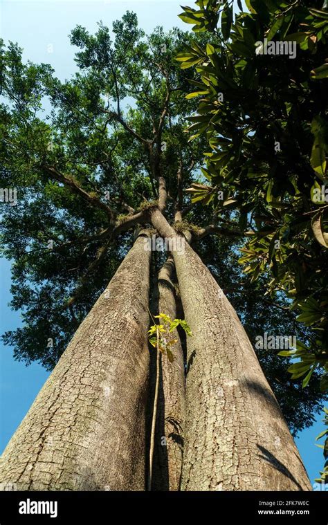 Kandy Peradeniya Botanical Garden Sri Lanka Tree With Three Trunks
