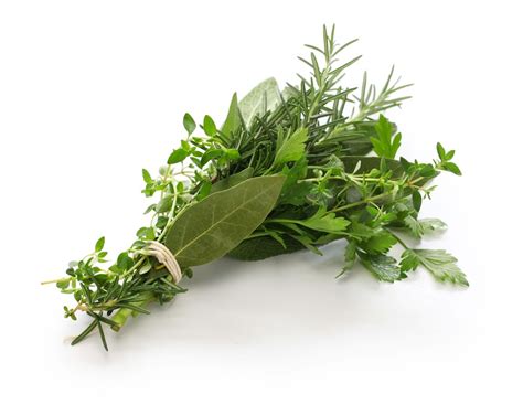 In Pics 20 Popular Herbs And How Best To Cook With Them
