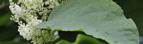 Japanese Knotweed Management For Kent County Council