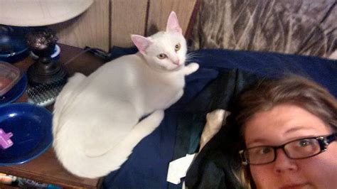 Lost White Cat Greenwood Mobile Home Park Area Lost And Found Pets
