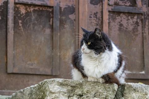 Cute Friends Cats In Nature Stock Image Image Of Isolated Design