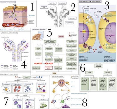 Chapter 21 Immune System Innate And Adaptive Body Defenses Diagram