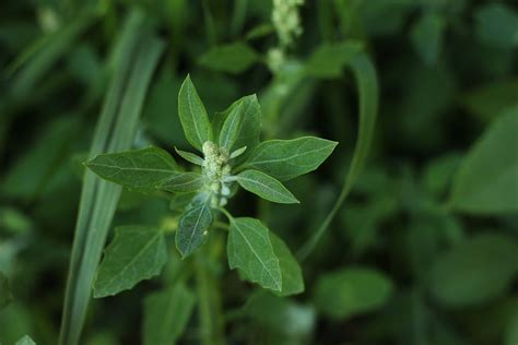 The 10 Most Troublesome Weeds In Broadleaf Crops