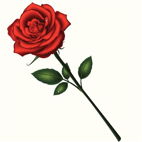 Single Rose Illustrations Royalty Free Vector Graphics And Clip Art Istock